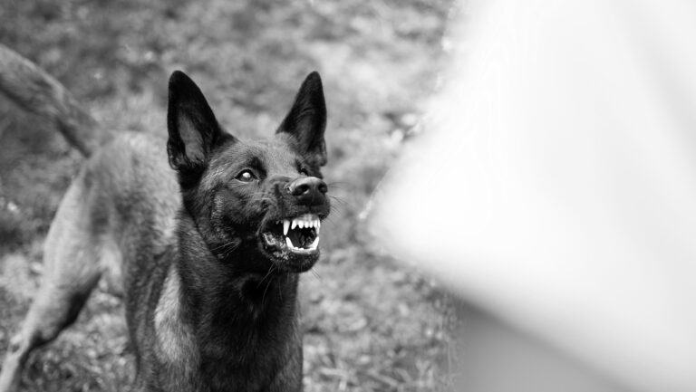 belgian malinois shepherd dog growling and threate 2023 11 27 05 04 54 utc in category Uncategorized